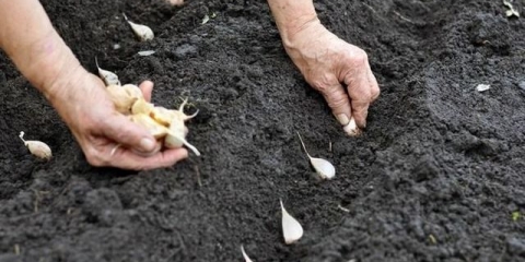 Šta saditi posle belog luka sledeće godine